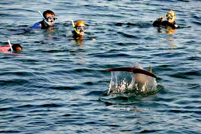 Swim and Paddle Board with Wild Dolphin Pods in Puerto Vallarta - Sea conditions and the limits of the experience