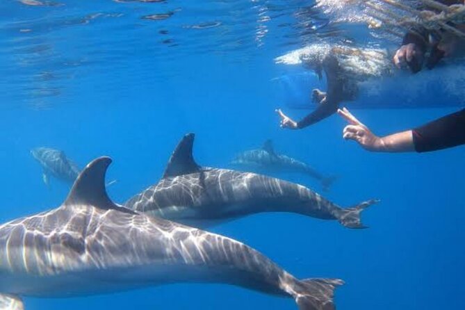 Swim and Paddle Board with Wild Dolphin Pods in Puerto Vallarta - Is $110.59 a fair price?