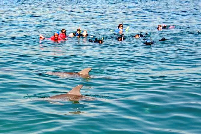 Swim and Paddle Board with Wild Dolphin Pods in Puerto Vallarta - The three ways you approach the pods