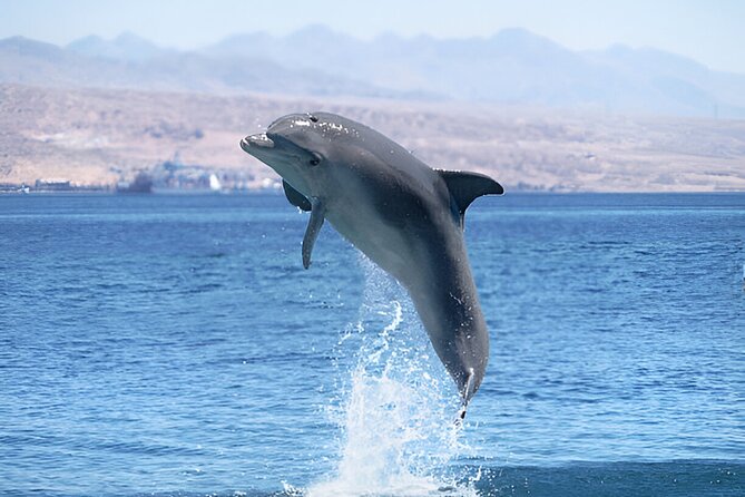 Swim with Dolphin Boat Trip with Snorkeling and Transfer Hurghada - Key points to know before booking