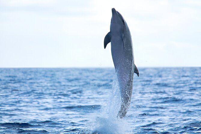 Swim with Dolphin Boat Trip with Snorkeling and Transfer Hurghada - Setting out from Hurghada at 8:00 am