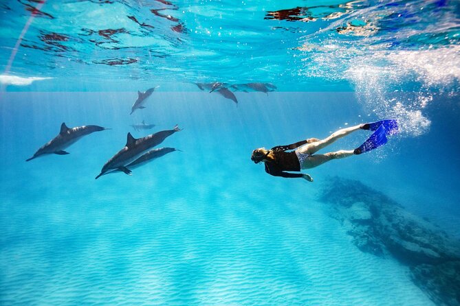 Swim with Dolphin Boat Trip with Snorkeling and Transfer Hurghada - Two Red Sea snorkeling stops