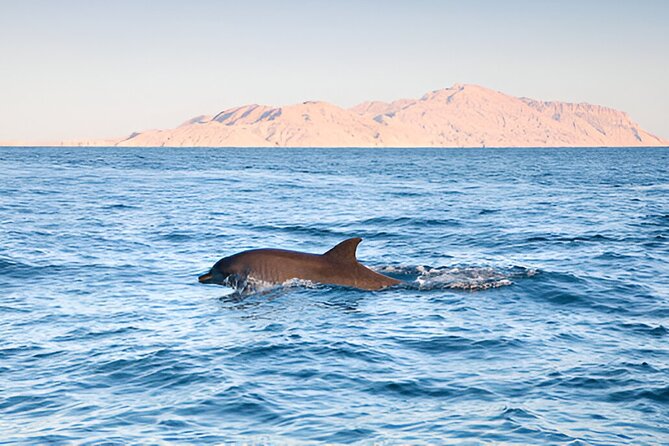 Swim with Dolphin Boat Trip with Snorkeling and Transfer Hurghada - The real value of the $17 price