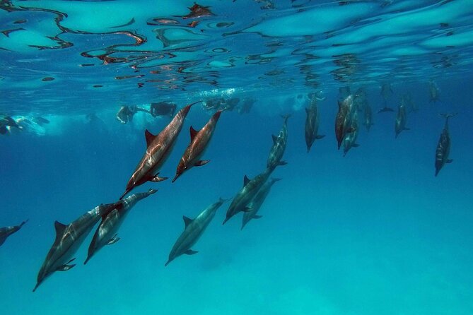 Swim with Dolphin Boat Trip with Snorkeling and Transfer Hurghada - Who will enjoy this Hurghada boat trip