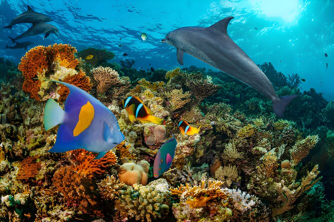 Swim with Dolphin Boat Trip with Snorkeling and Transfer Hurghada - Should you book this dolphin and snorkeling trip?