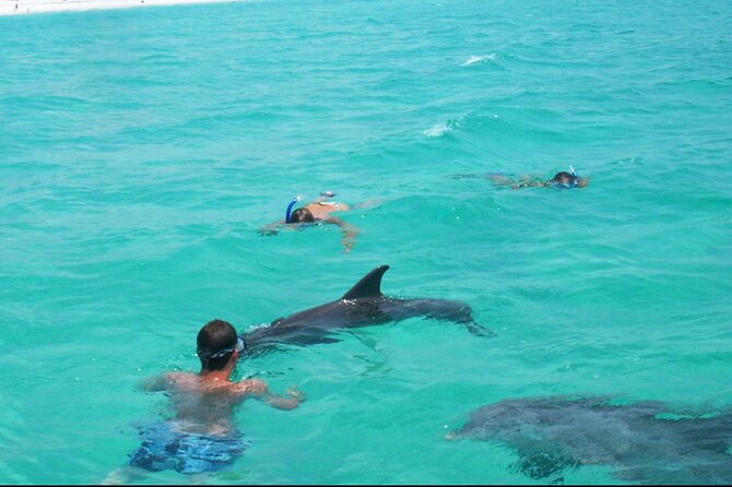 Swim with Dolphins And Snorkeling Group Tour - Key points to know before booking