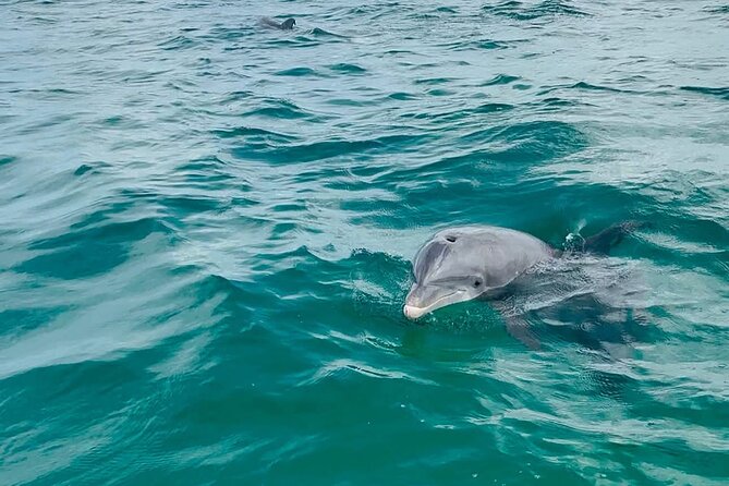 Swim with Dolphins And Snorkeling Group Tour - A two-hour Gulf outing with two very different halves