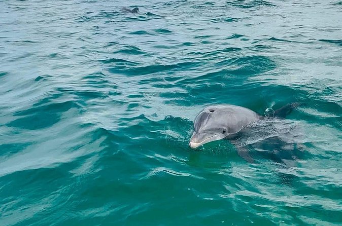 Swim with Dolphins And Snorkeling Group Tour - Weather, waves, and the limits of a wildlife promise