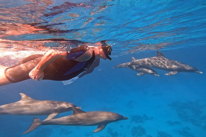 Swim With Dolphins at Dolphin House With Lunch - Hurghada - Key points at a glance
