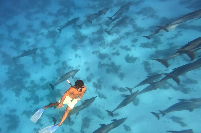 Swim With Dolphins at Dolphin House With Lunch - Hurghada - Reaching Dolphin House from Hurghada