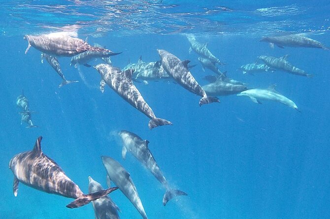 Swim With Dolphins at Dolphin House With Lunch - Hurghada - Dolphin House: the moment you came for