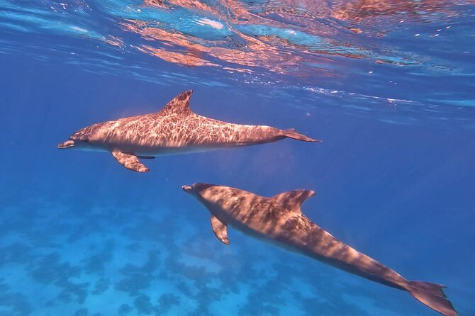 Swim With Dolphins at Dolphin House With Lunch - Hurghada - Two snorkeling stops and coral reefs