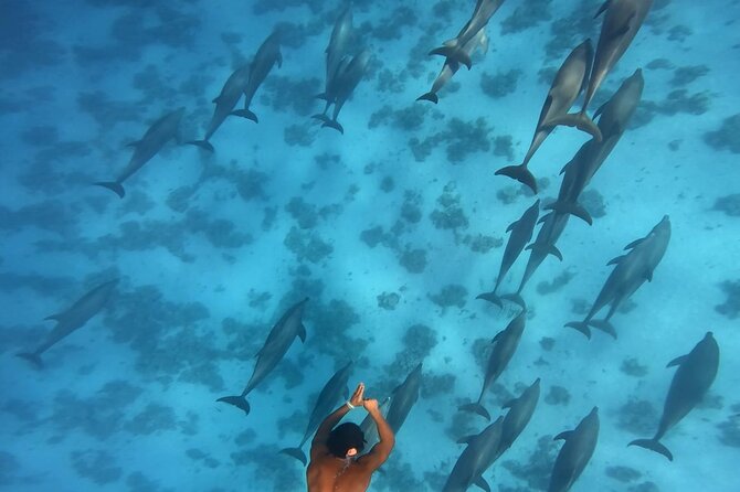Swim With Dolphins at Dolphin House With Lunch - Hurghada - Lunch, drinks, and time between swims