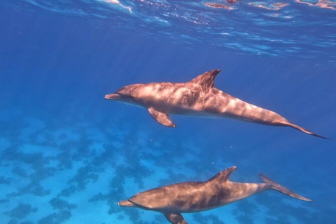 Swim With Dolphins at Dolphin House With Lunch - Hurghada - Banana boat and Quadra boat options