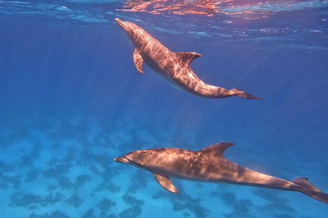 Swim With Dolphins at Dolphin House With Lunch - Hurghada - What the $15.12 price really covers