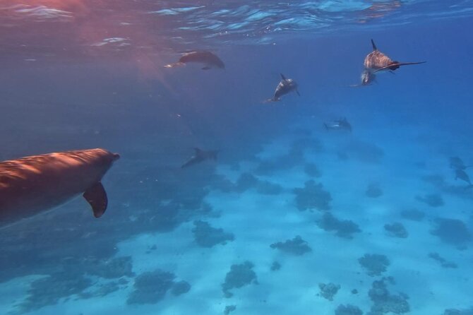 Swim With Dolphins at Dolphin House With Lunch - Hurghada - Who will enjoy this day most