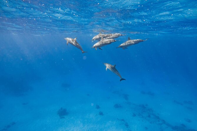 Swim With Dolphins at Dolphin House With Lunch - Hurghada - The boat ride and the Red Sea view