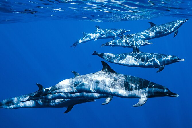 Swim with Dolphins Catamaran with Waterslide & Lunch on Oahu - Setting out from Waiʻanae at 7:30 a.m.