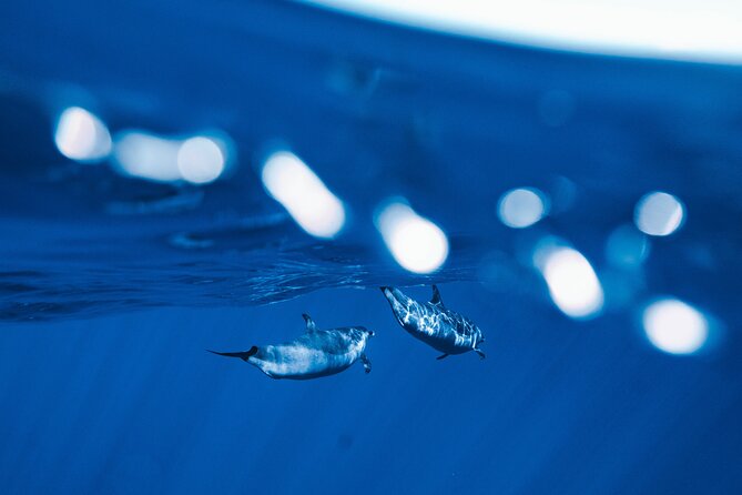 Swim with Dolphins Catamaran with Waterslide & Lunch on Oahu - Snorkeling at Makaha with turtles and reef fish