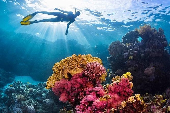 Swim with Dolphins Sea Trip, Water Sport With Lunch and Transfer - Hurghada - Dolphin House is the reason to go