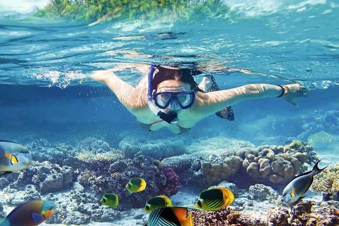 Swim with Dolphins Sea Trip, Water Sport With Lunch and Transfer - Hurghada - Two more guided reef stops