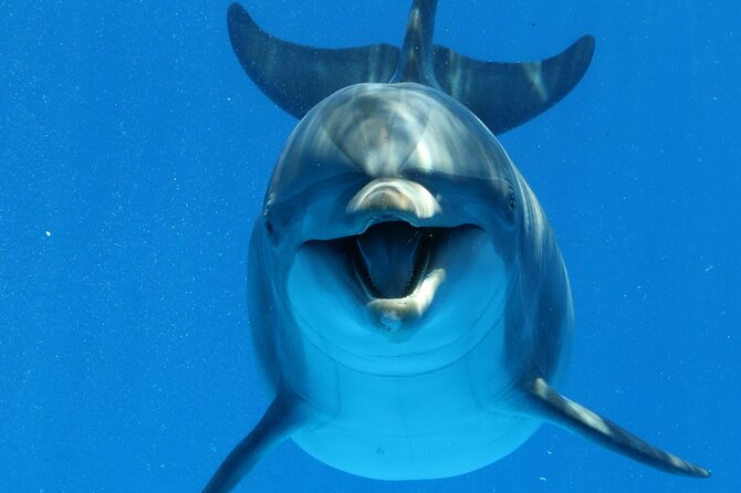 Swim with Dolphins Sea Trip, Water Sport With Lunch and Transfer - Hurghada - The 8:00 am pickup keeps the day simple