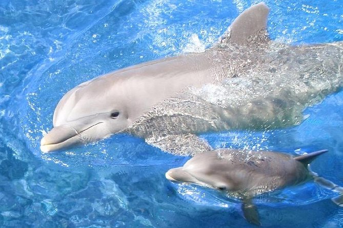 Swim with Dolphins Semi Private Speedboat Sea Tour - Hurghada - Searching for dolphins at Dolphin House