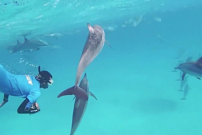 Swim with Dolphins Semi Private Speedboat Sea Tour - Hurghada - Food, drinks, and what is actually included