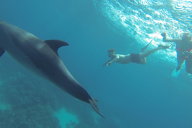 Swim with Dolphins Semi Private Speedboat Sea Tour - Hurghada - The crew makes the difference