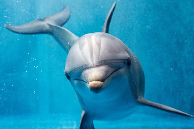 Swim with Dolphins Semi Private Speedboat Sea Tour - Hurghada - What $55 buys you