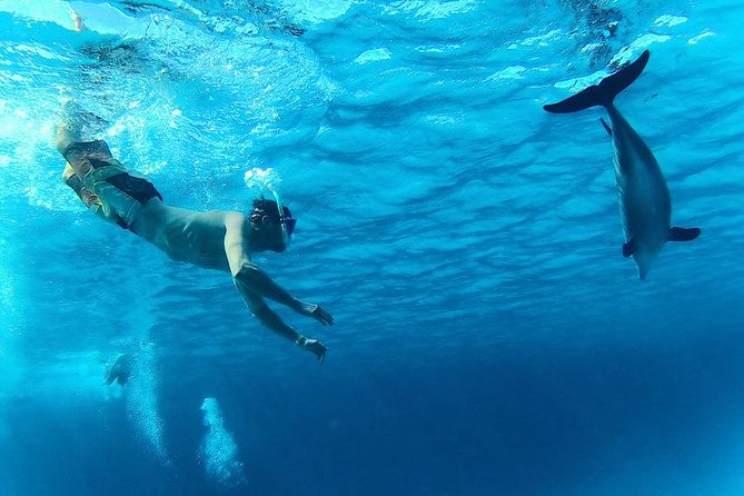 Swim with Dolphins Semi Private Speedboat Sea Tour - Hurghada - Who should book this Red Sea trip?