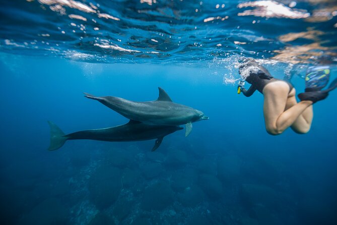 Swim With Dolphins & Turtles in West Oahu (Semi-Private Tours) - Key points to know before you book