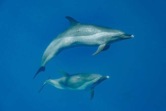 Swim With Dolphins & Turtles in West Oahu (Semi-Private Tours) - A small boat makes the West Oahu coast feel personal