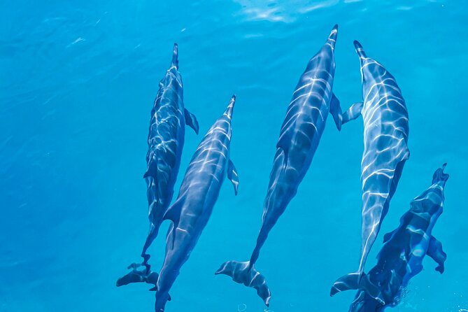 Swim With Dolphins & Turtles in West Oahu (Semi-Private Tours) - Boat comfort and the value of a semi-private departure