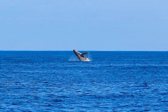 Swim With Dolphins & Turtles in West Oahu (Semi-Private Tours) - Timing matters more than the schedule suggests
