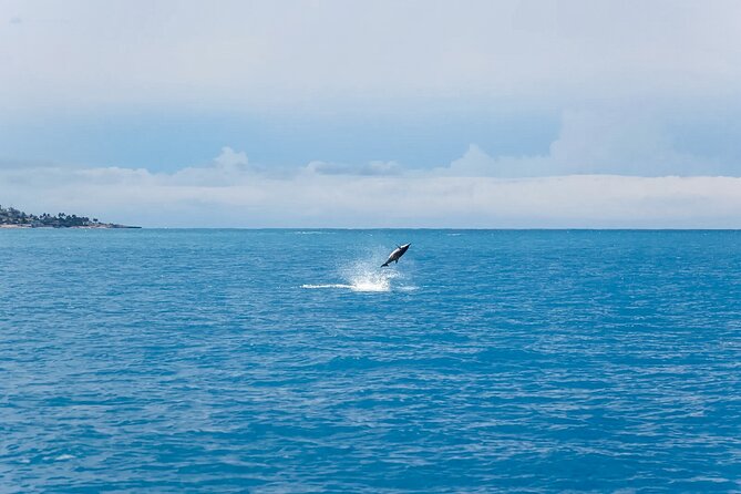Swim With Dolphins & Turtles in West Oahu (Semi-Private Tours) - Who will enjoy this tour most