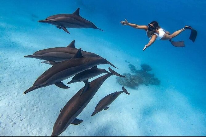 Swim with Dolphins VIP snorkeling Boat Trip with lunch - Hurghada - Setting Out From Hurghada at 8:00 am