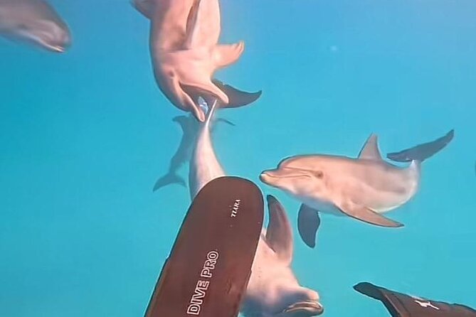 Swim with Dolphins VIP snorkeling Boat Trip with lunch - Hurghada - Two Guided Snorkeling Stops Over Red Sea Coral
