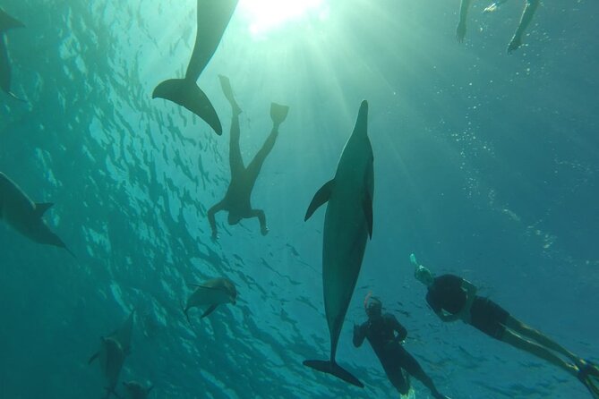 Swim with Dolphins VIP snorkeling Boat Trip with lunch - Hurghada - Who Will Get the Most From This Boat Trip?