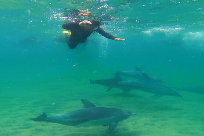 Swim With The Dolphins Experience in Bunbury Australia - Key points to know before you book