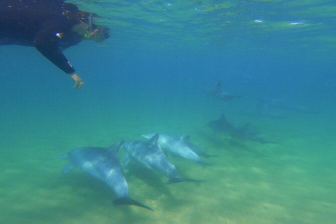Swim With The Dolphins Experience in Bunbury Australia - What happens from the 7:45 am start