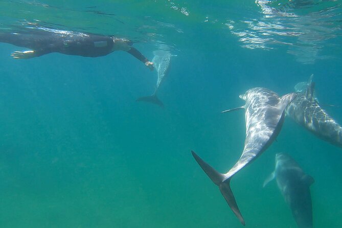Swim With The Dolphins Experience in Bunbury Australia - What the guides add to the morning