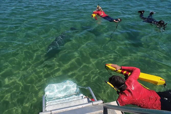 Swim With The Dolphins Experience in Bunbury Australia - Equipment, comfort, and the cold-water question