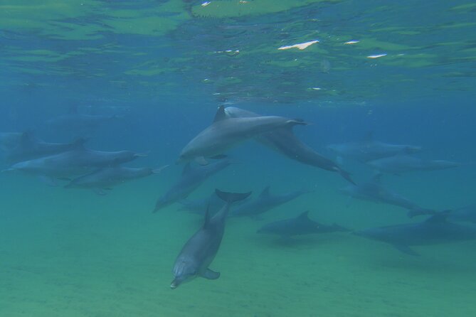 Swim With The Dolphins Experience in Bunbury Australia - The main drawback: advertising can create the wrong picture