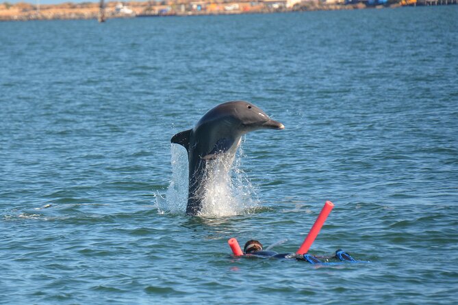 Swim With The Dolphins Experience in Bunbury Australia - Watching first, entering the water second