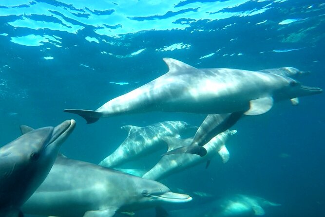 Swim with Wild Dolphins Day Tour - Leaving Perth for Rockingham at 8 am