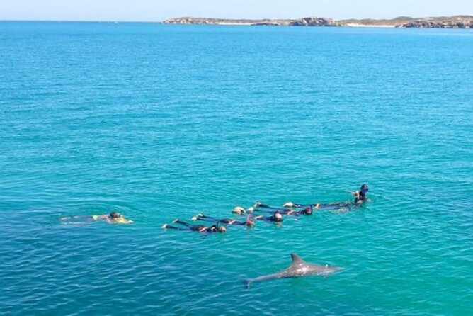 Swim with Wild Dolphins Day Tour - Seeing dolphins on their terms