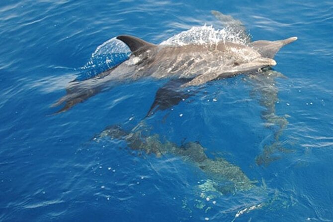 Swim with Wild Dolphins in Hurghada - Three chances to find dolphins on the Red Sea