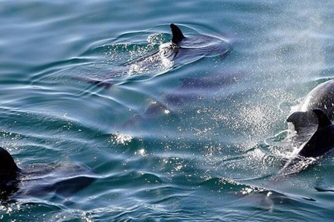 Swim with Wild Dolphins in Hurghada - Lunch, drinks, and the value of $41.11