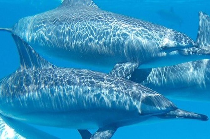 Swim with Wild Dolphins in Hurghada - The boat ride and time between stops